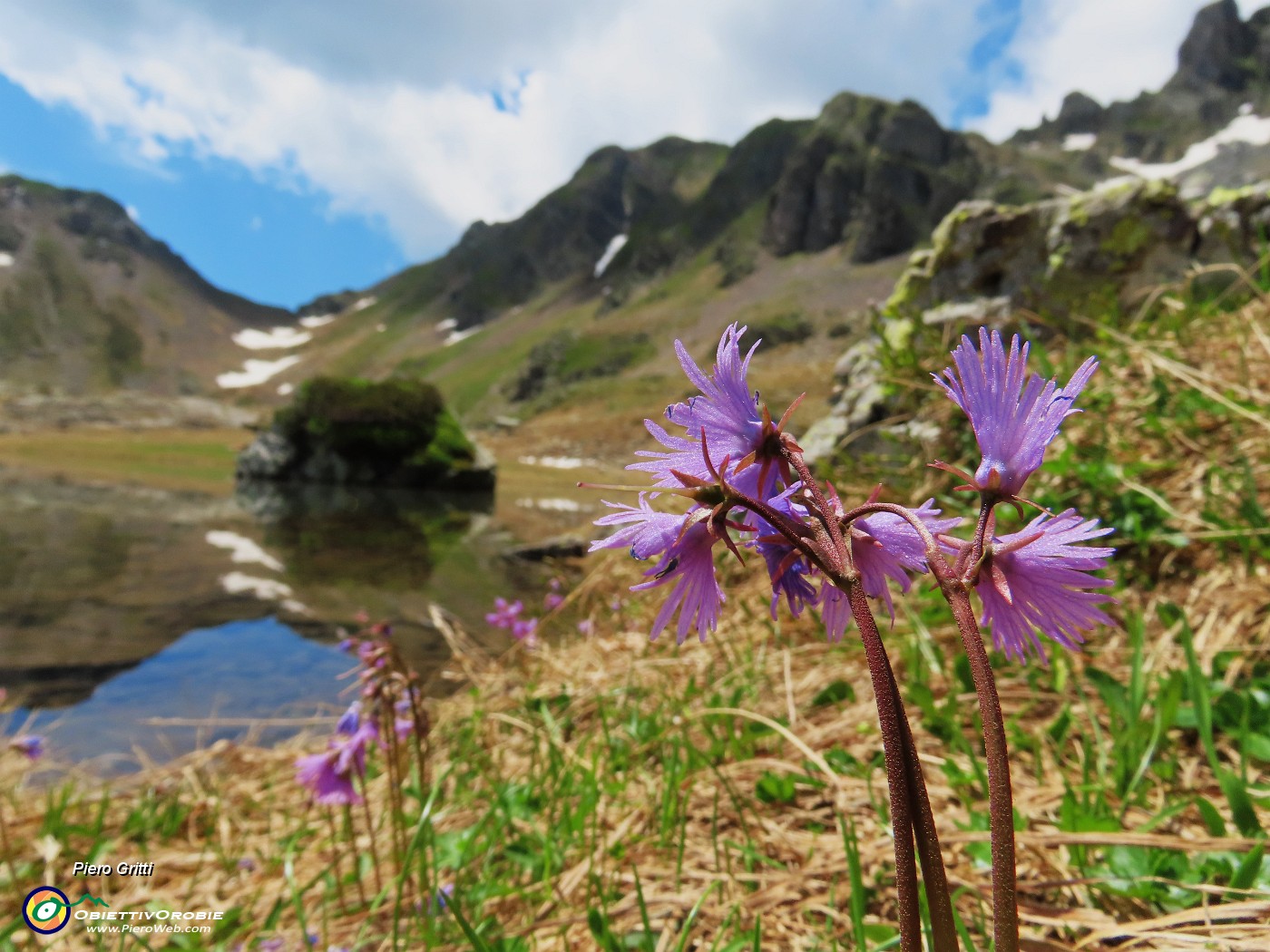 59 Bellissime soldanelle alpine.JPG